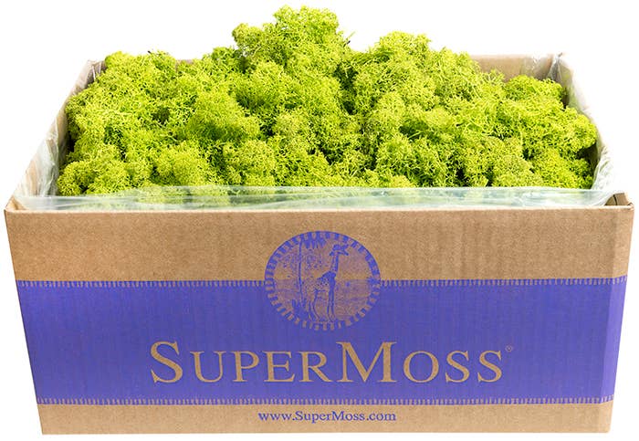 Reindeer Moss Preserved 3lb Bulk Box