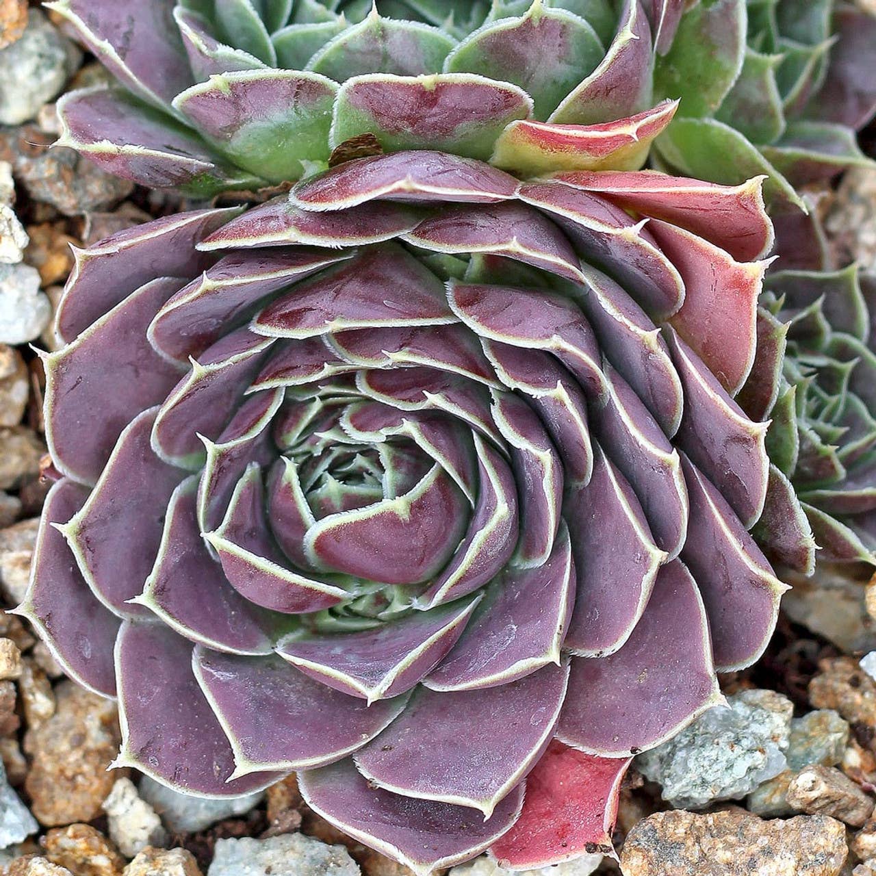 Sempervivum heuffelii 'Bermuda' - 2" Grower Pot