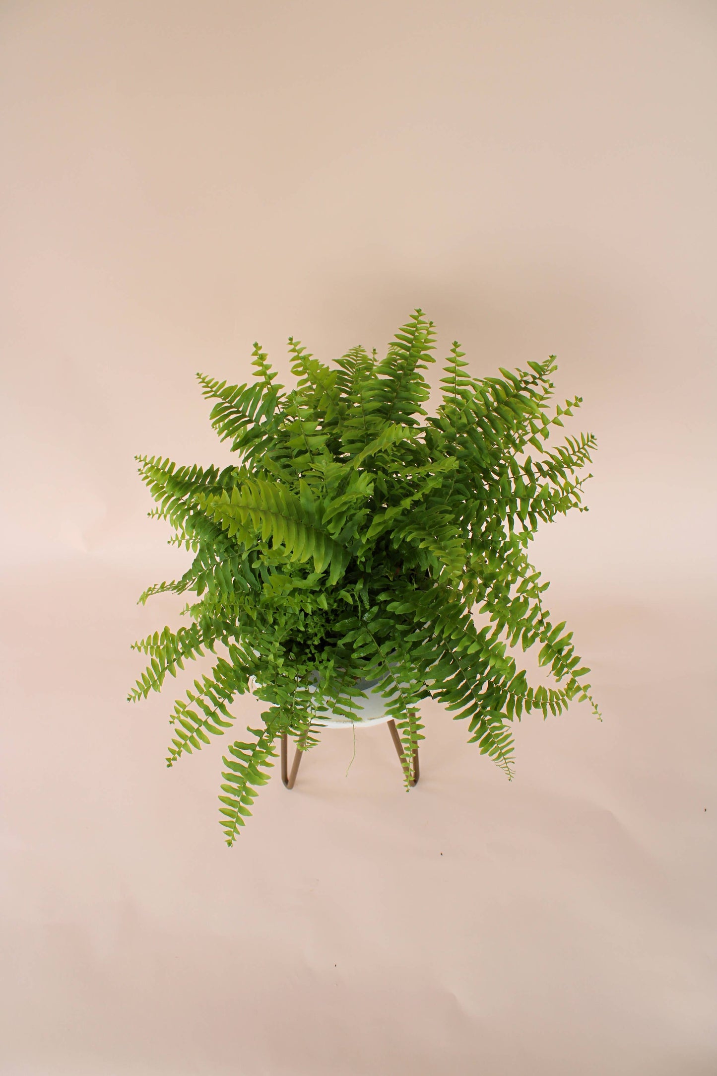 6" Boston Fern: Nephrolepis Exaltata