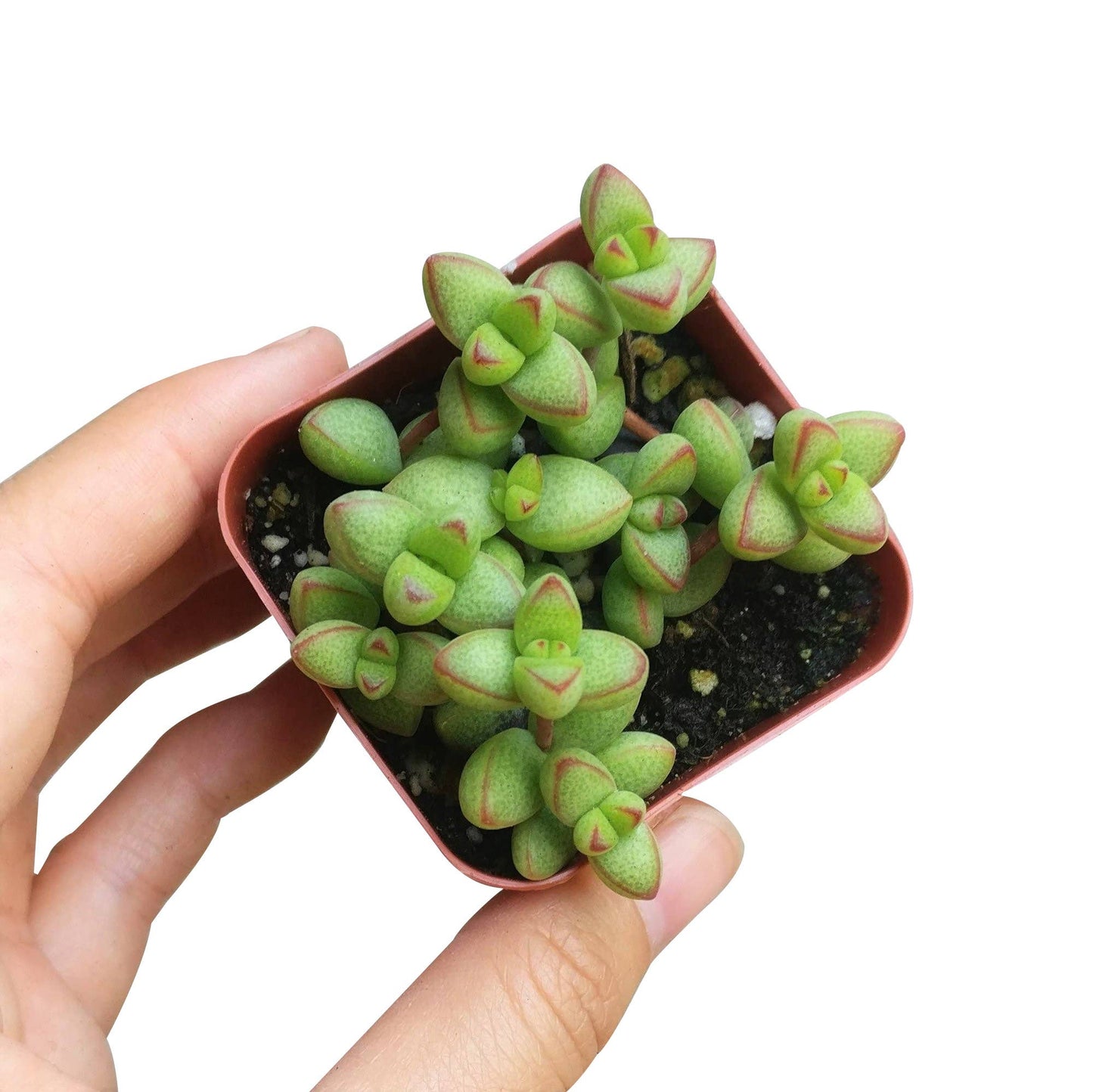 Crassula Brevifolia Succulent - Live Plant in 2in/4in Pot