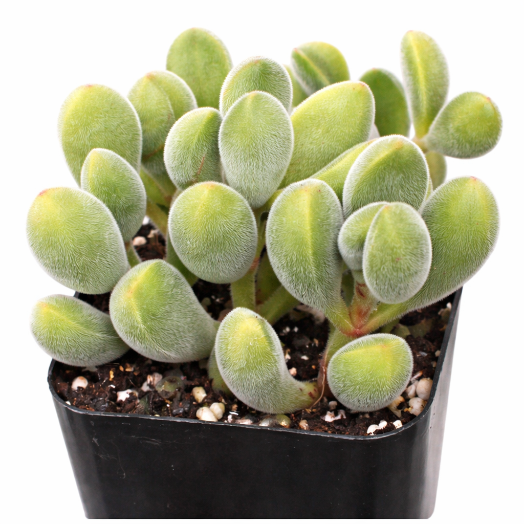 Crassula rogersii