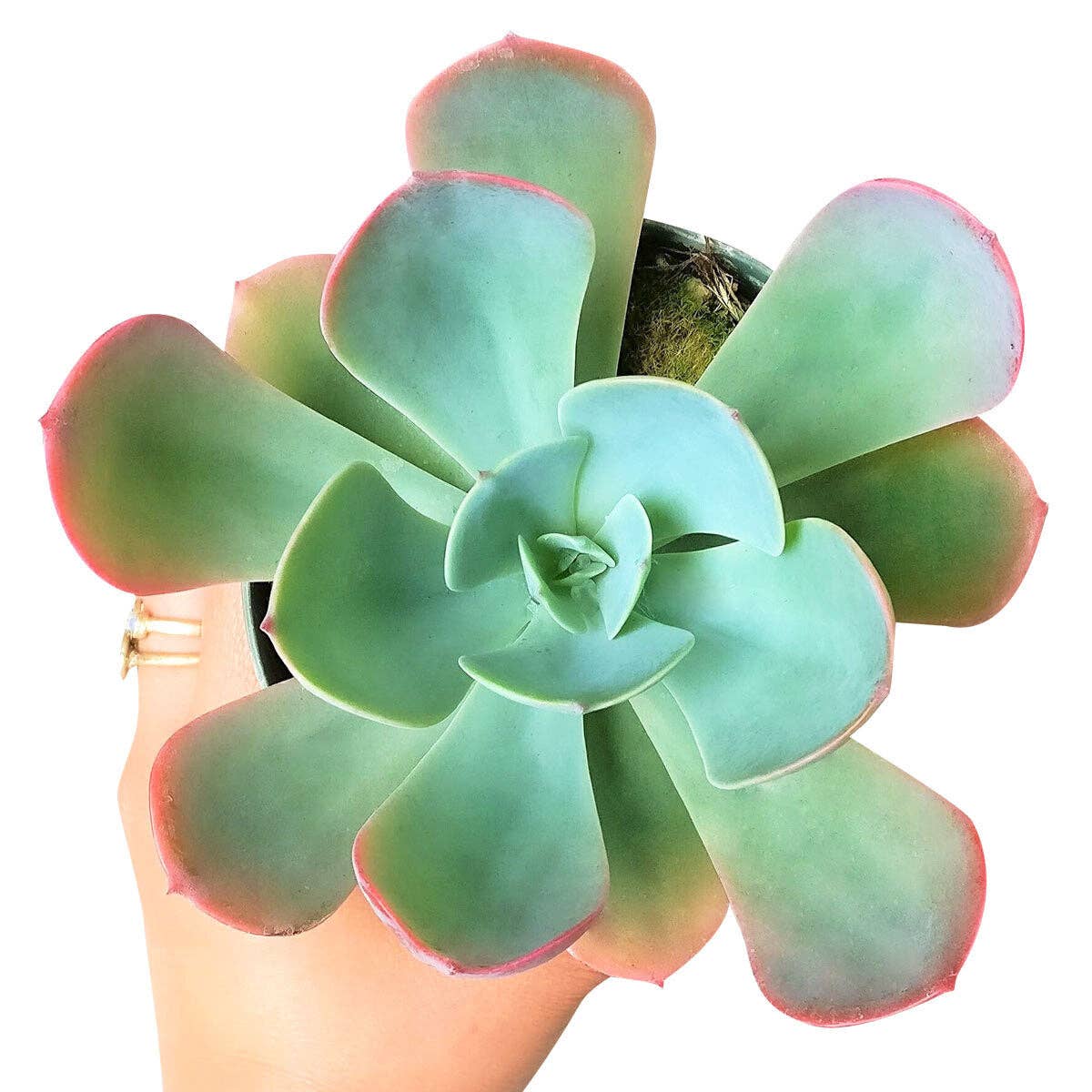 Echeveria Blue Sky - Pink Tip Leaves Succulents 4in Pot