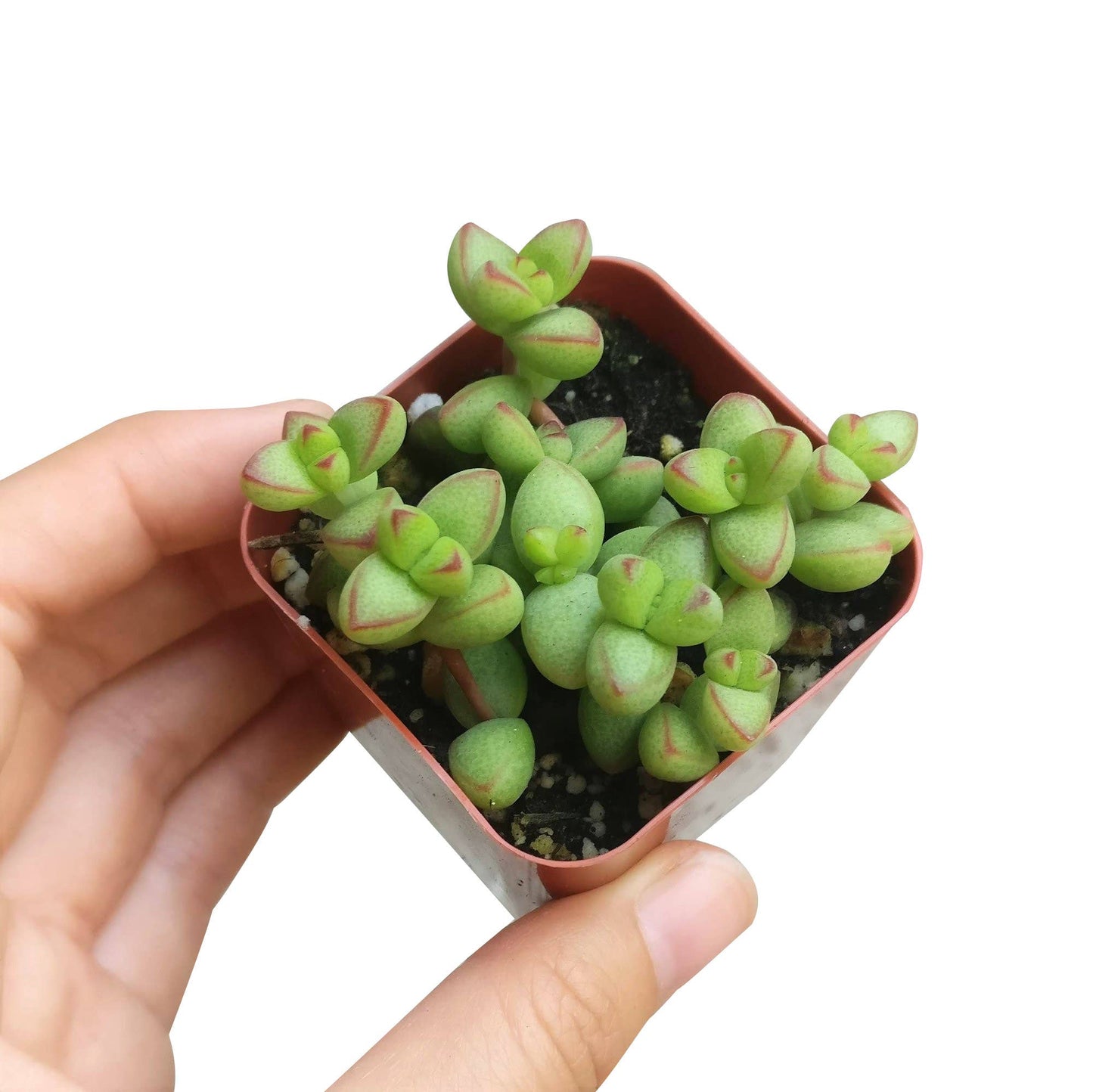 Crassula Brevifolia Succulent - Live Plant in 2in/4in Pot