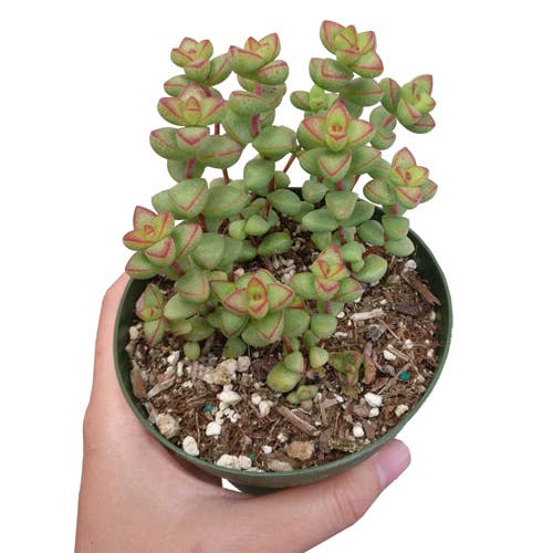 Crassula Brevifolia Succulent - Live Plant in 2in/4in Pot
