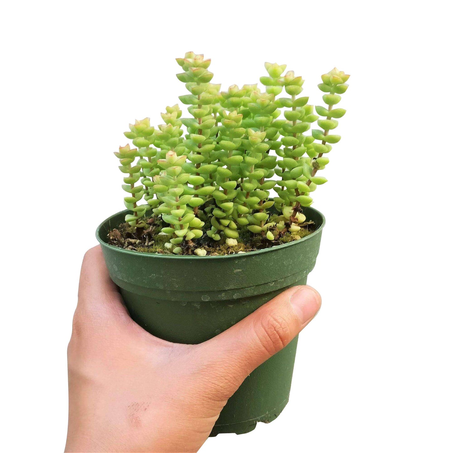 Crassula Tom Thumb Perforata - Live Succulents Plant 2/4in