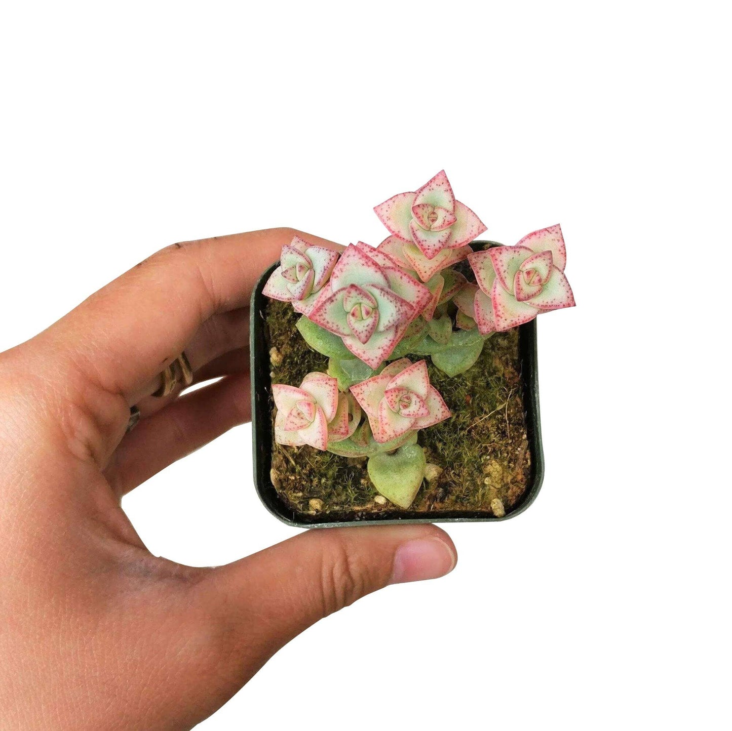Crassula Tom Thumb Perforata - Live Succulents Plant 2/4in