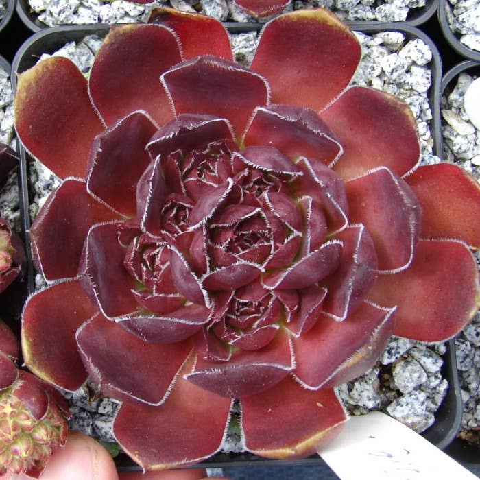 Sempervivum heuffelii 'Mystique' – 2-Inch Grower Pot