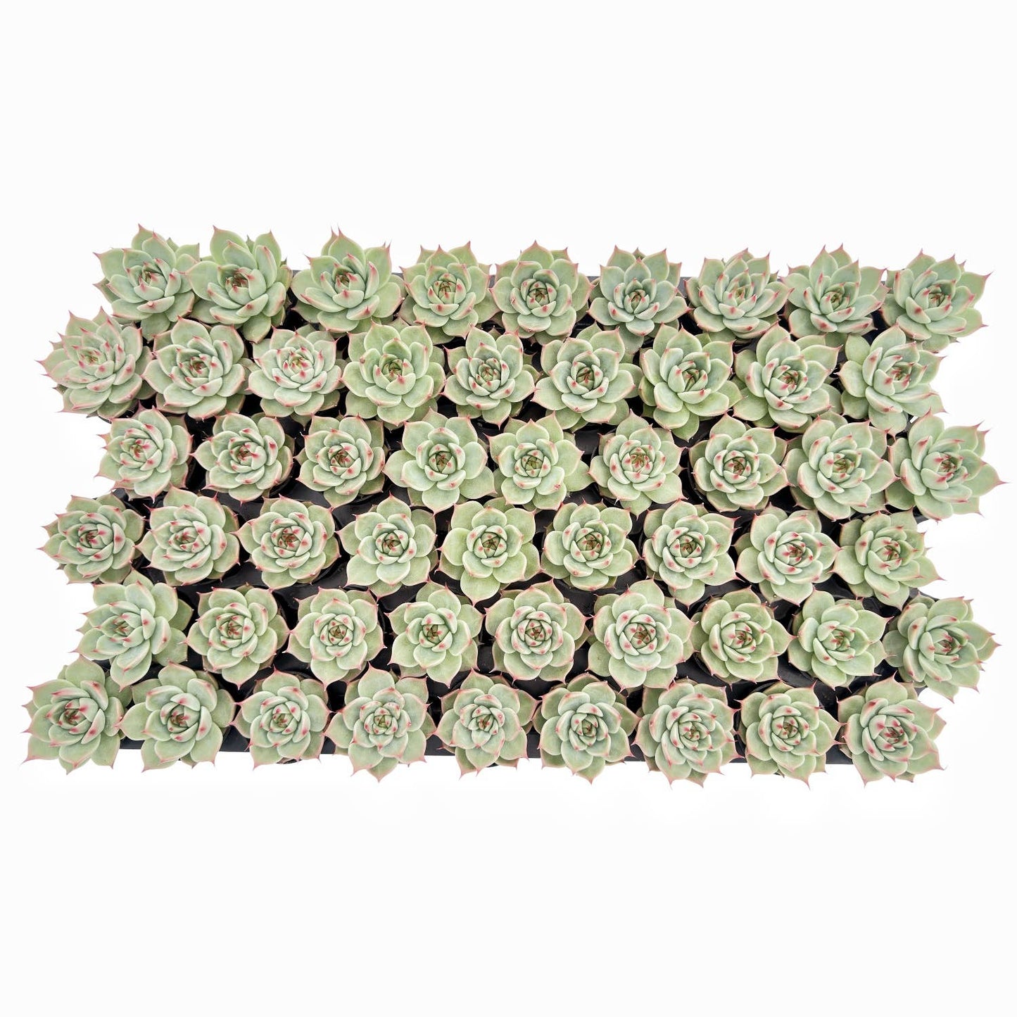 Echeveria Toscannelly Bulk 54pcs Tray - 2in Pot