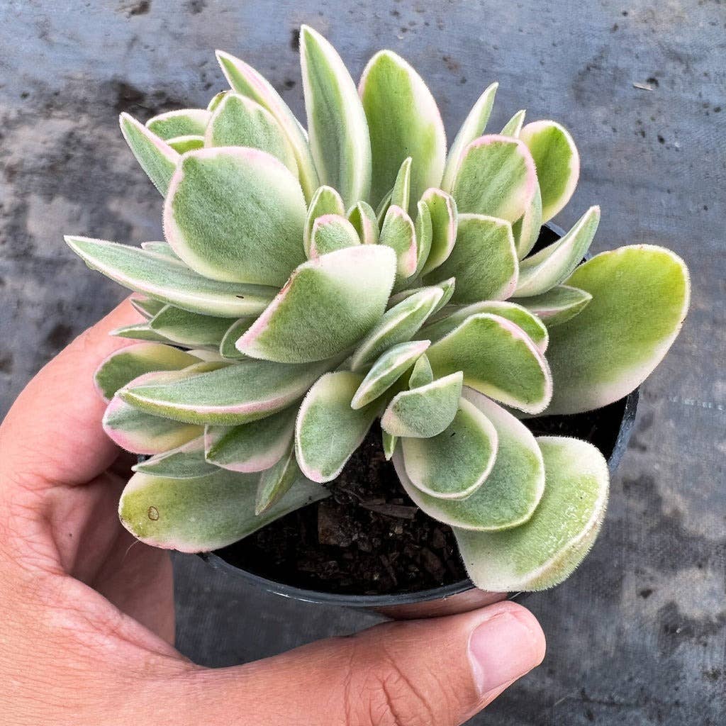 Crassula 'Variegated Money Maker' - 2" Grower Pot