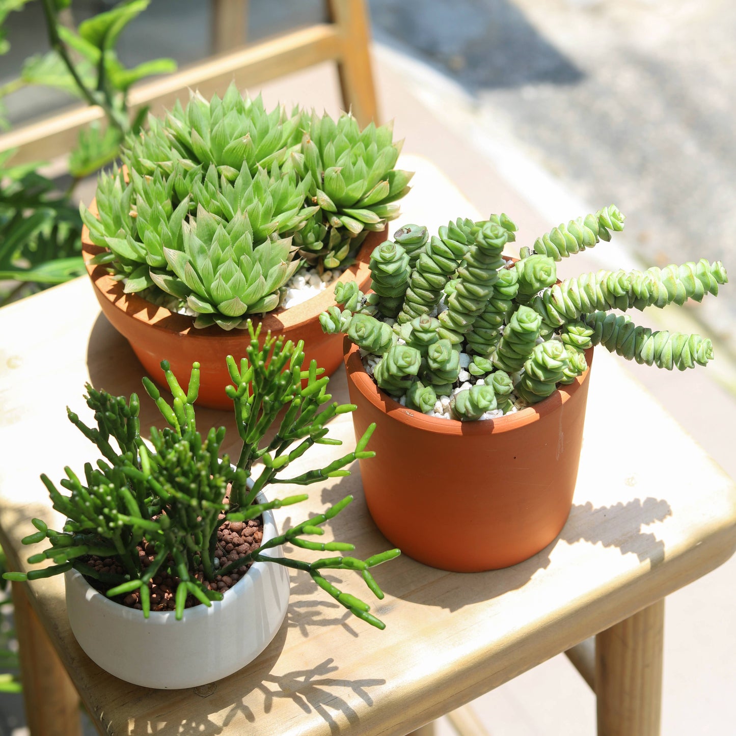 Crassula Baby Necklace - Live Succulents Plant 2/4 inch Pot: 2 inch / Plastic Pot