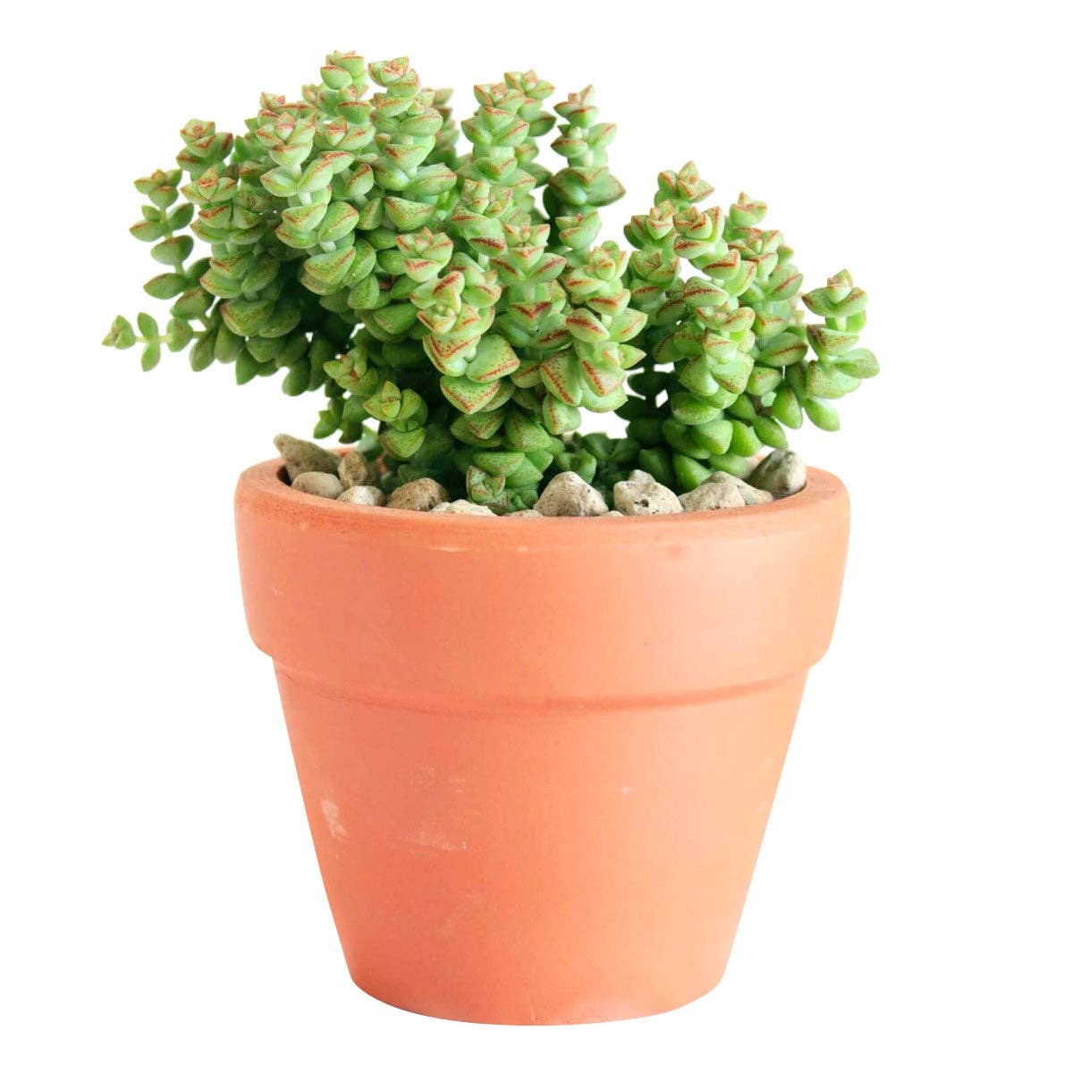 Crassula Tom Thumb Perforata - Live Succulents Plant 2/4in