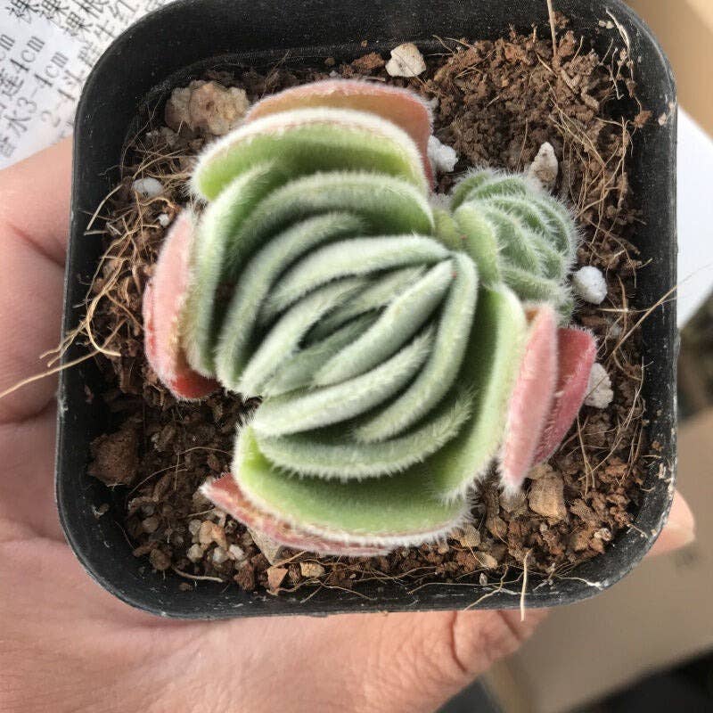 Crassula tomentosa - Woolly Crassula 2in Succulent Live