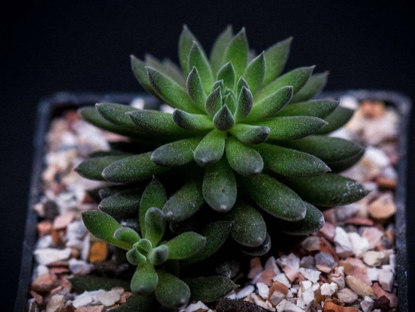 Sinocrassula yunnanensis 2" Grower Pot
