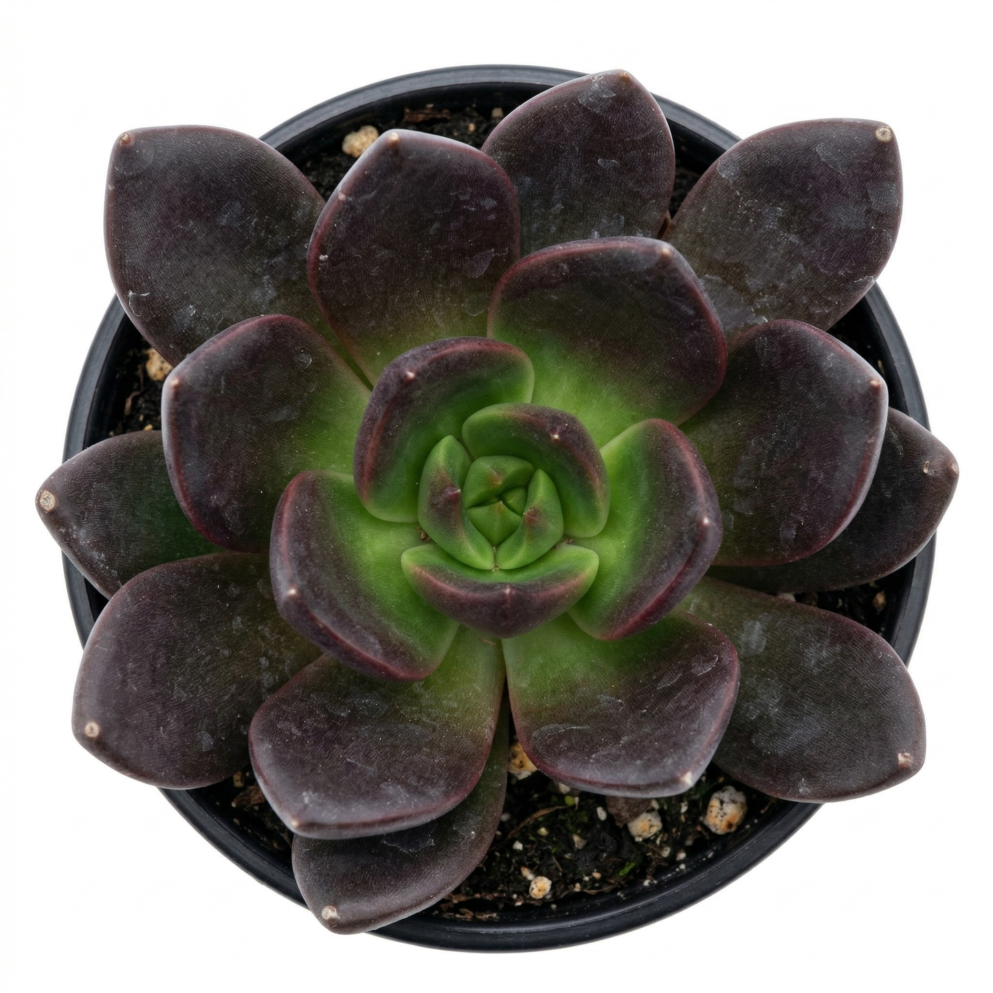 Echeveria 'Black Prince' 2inch Plastic Pot