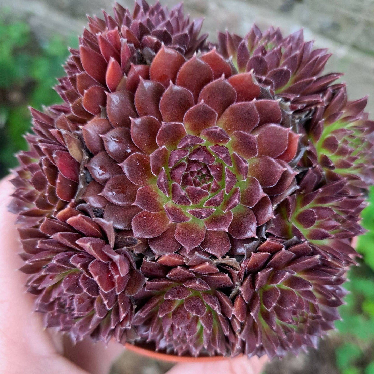 Sempervivum Colorockz 'Coral Red' Succulent 2in Pot