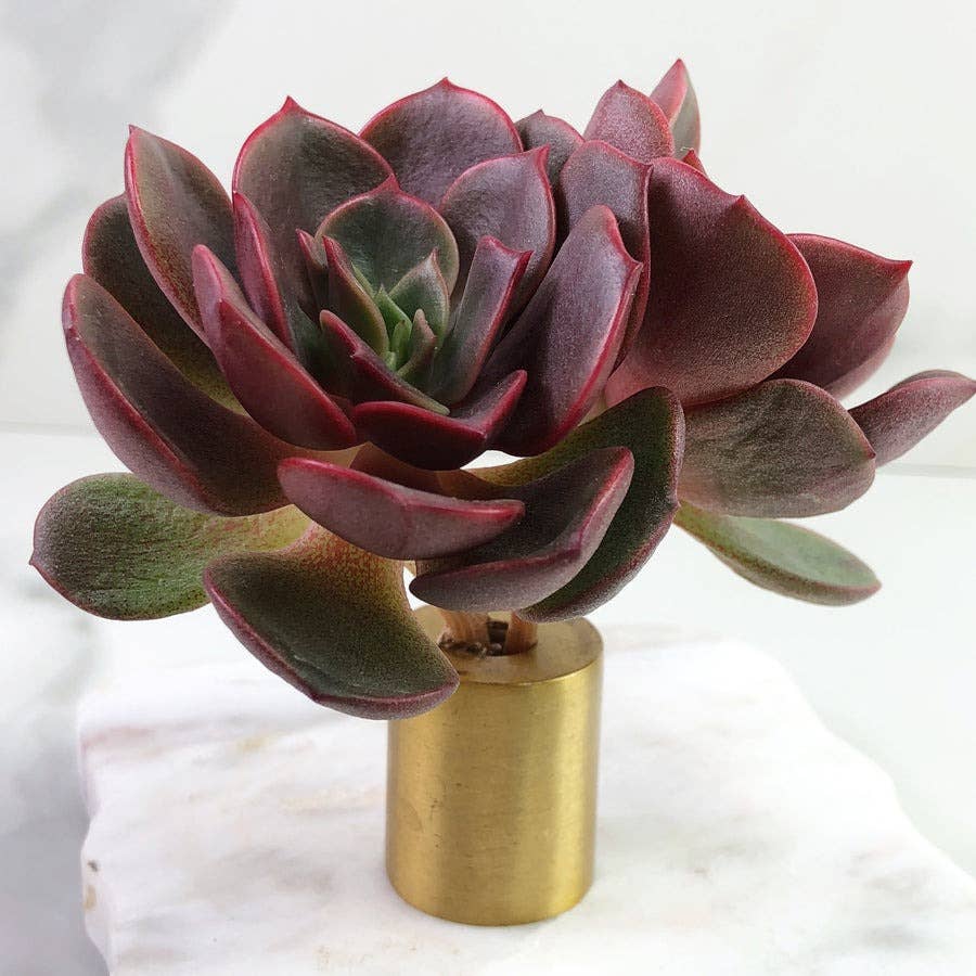 Echeveria Vampire Red Ball Succulent 2" Grower Pot