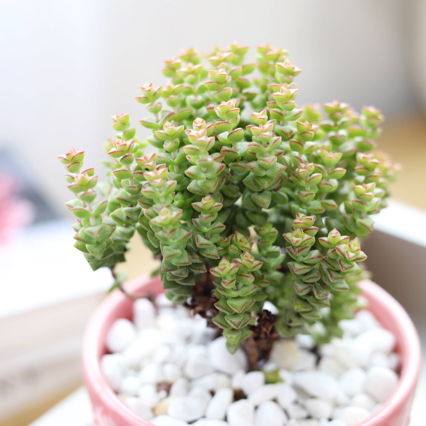 Crassula Tom Thumb Perforata - Live Succulents Plant 2/4in