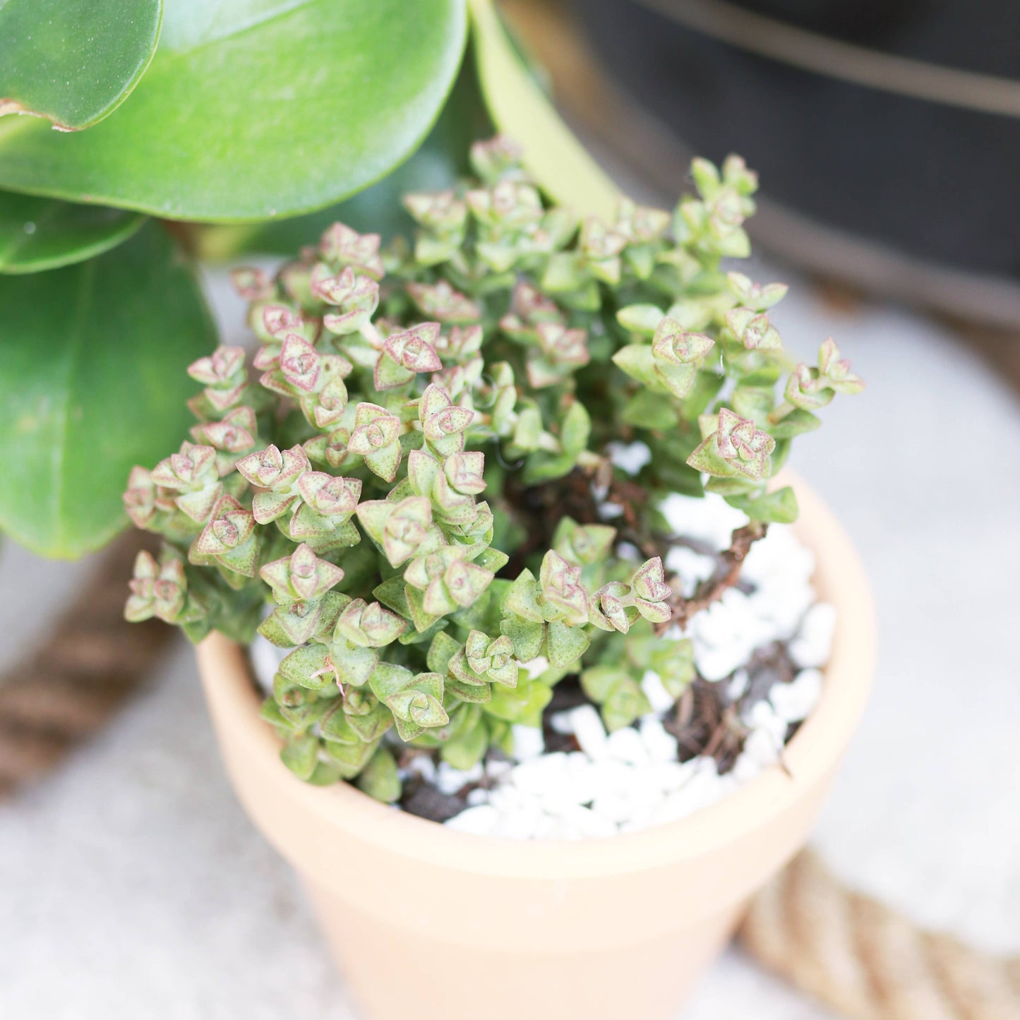 Crassula Tom Thumb Perforata - Live Succulents Plant 2/4in
