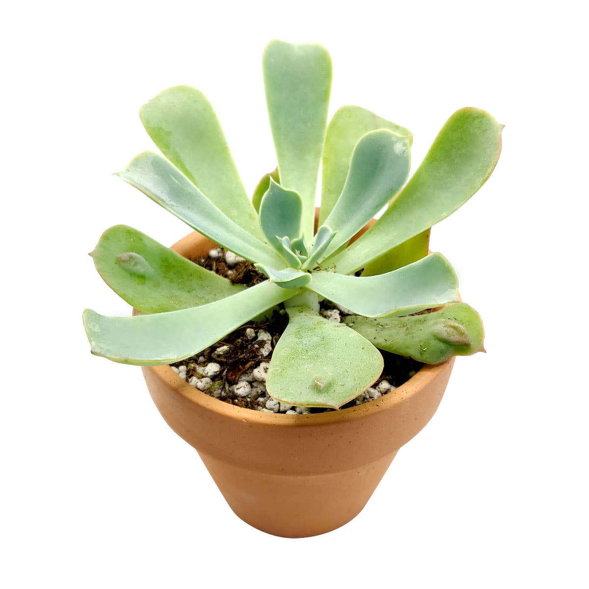 Echeveria Raindrops - Unusual Succulent in 2in/4in Pot
