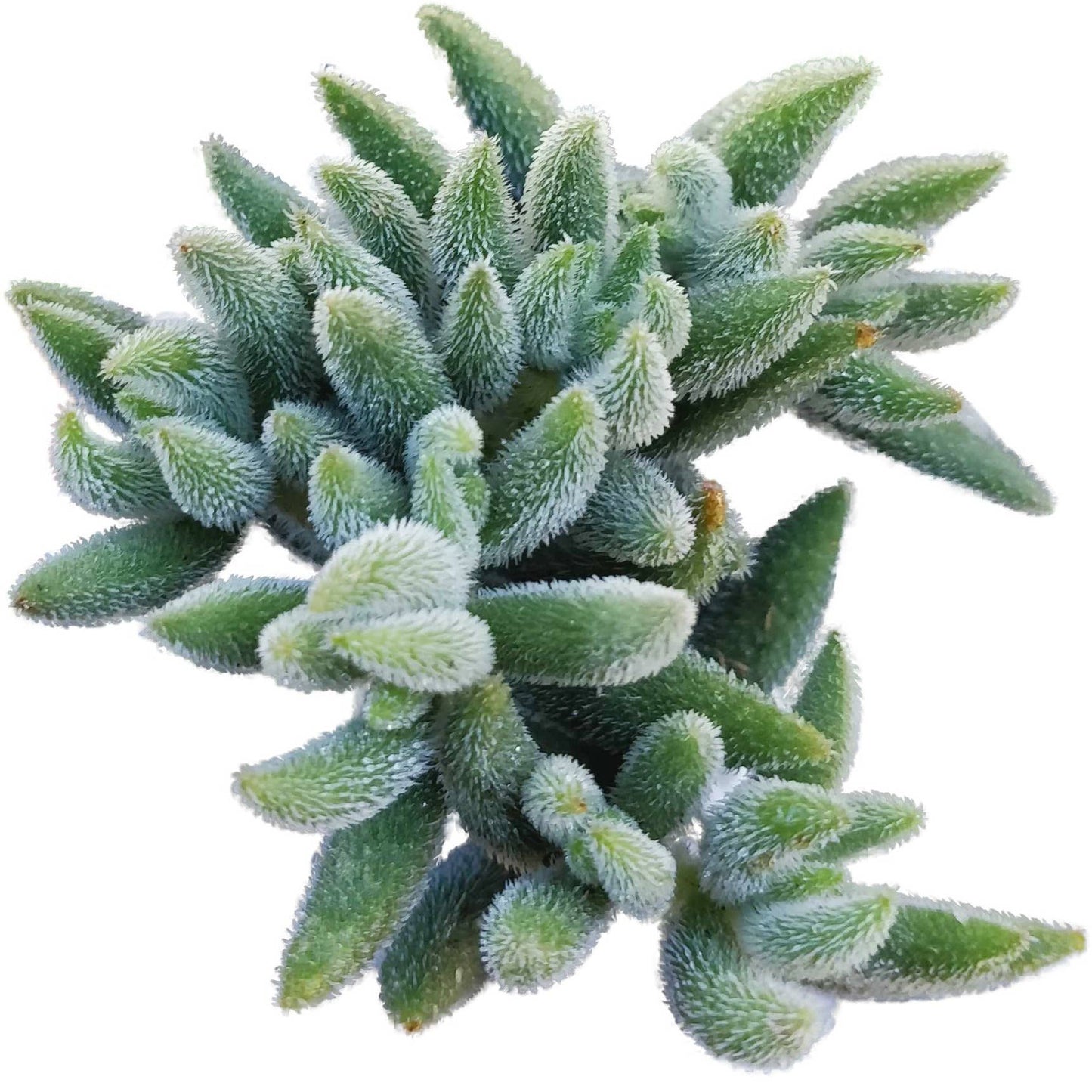 Crassula Mesembryanthemoides - Live Succulents 4 inch Pot