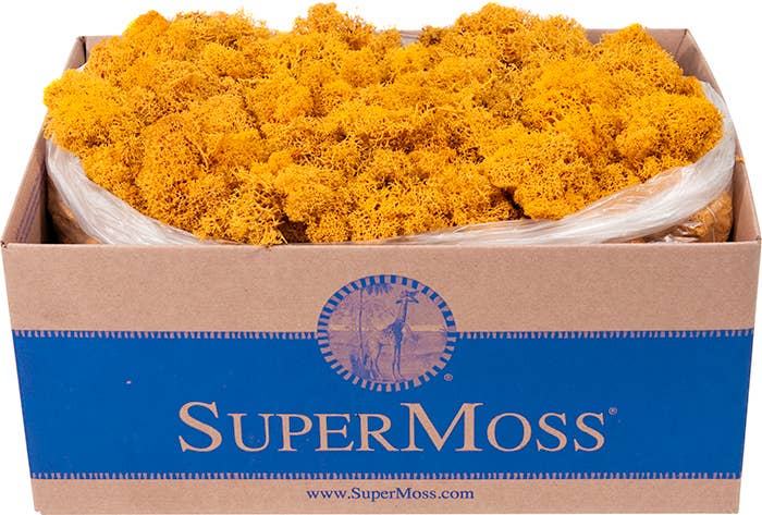 Reindeer Moss Preserved 3lb Bulk Box