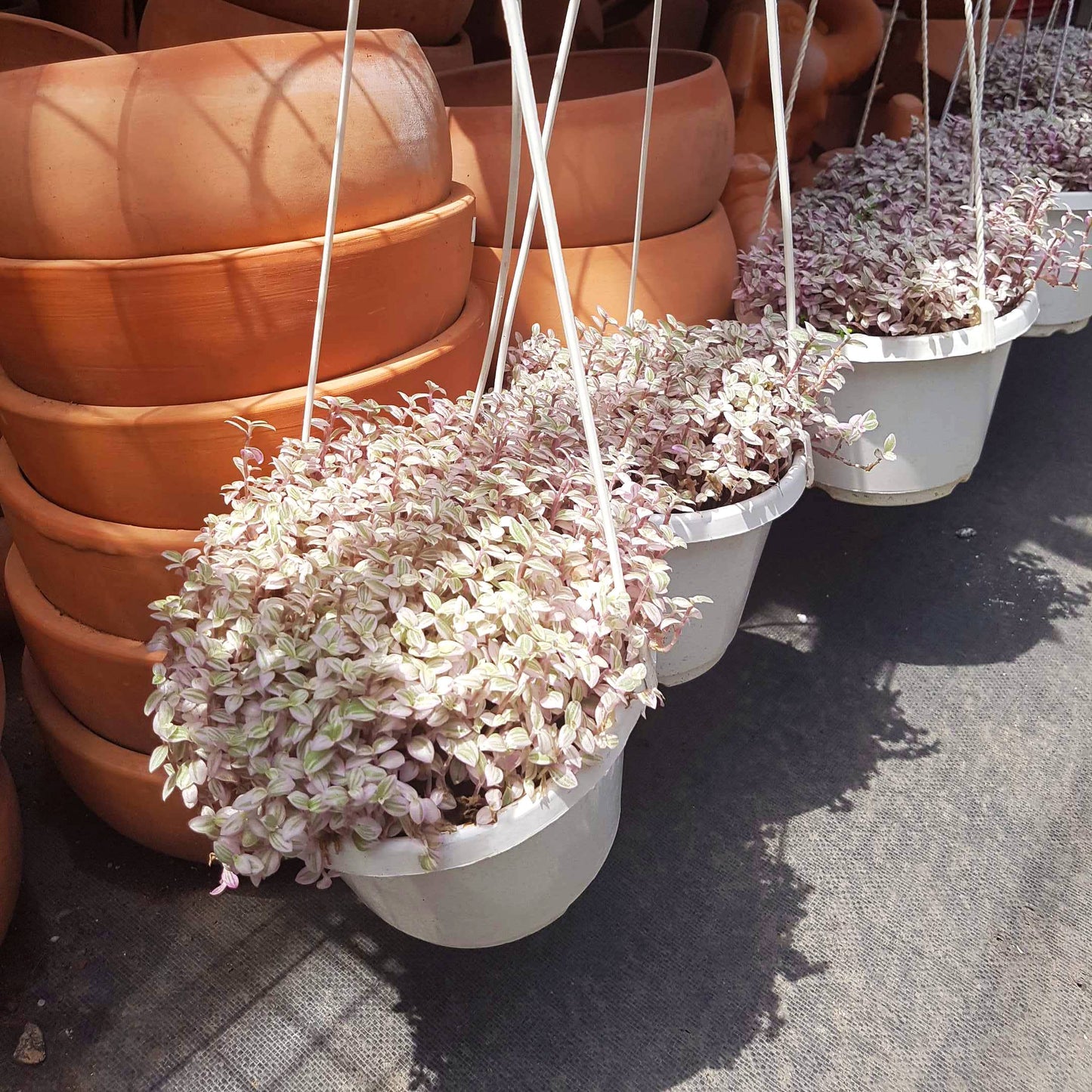 Callisia Repens 'Pink Panther' - Succulent Plant 2/4/6 inch