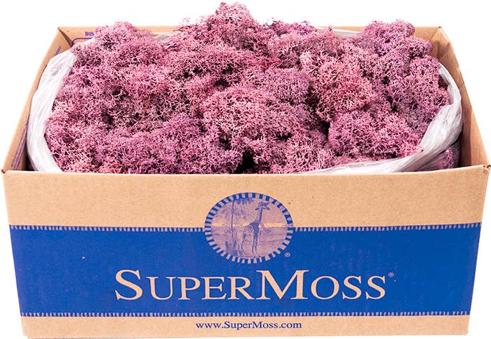 Reindeer Moss Preserved 3lb Bulk Box
