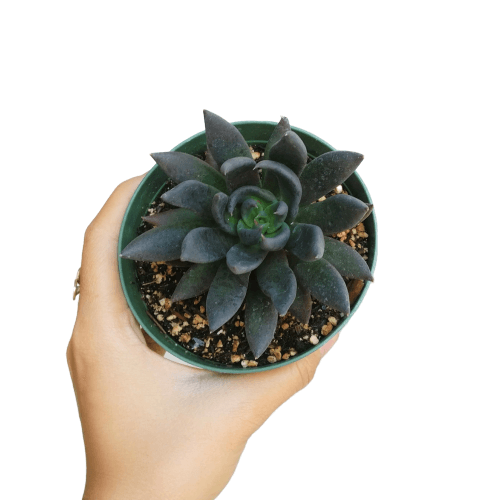 Echeveria Black Knight, New Black 2/4" Plastic Pot