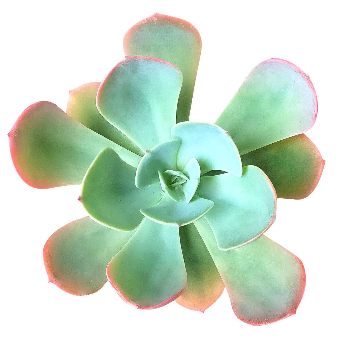 Echeveria Blue Sky - Pink Tip Leaves Succulents 4in Pot
