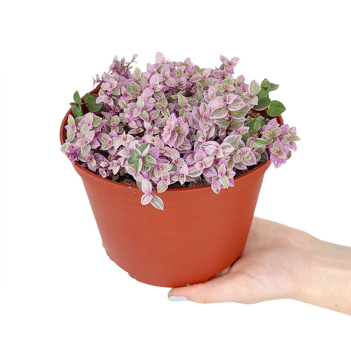 Callisia Repens 'Pink Panther' - Succulent Plant 2/4/6 inch
