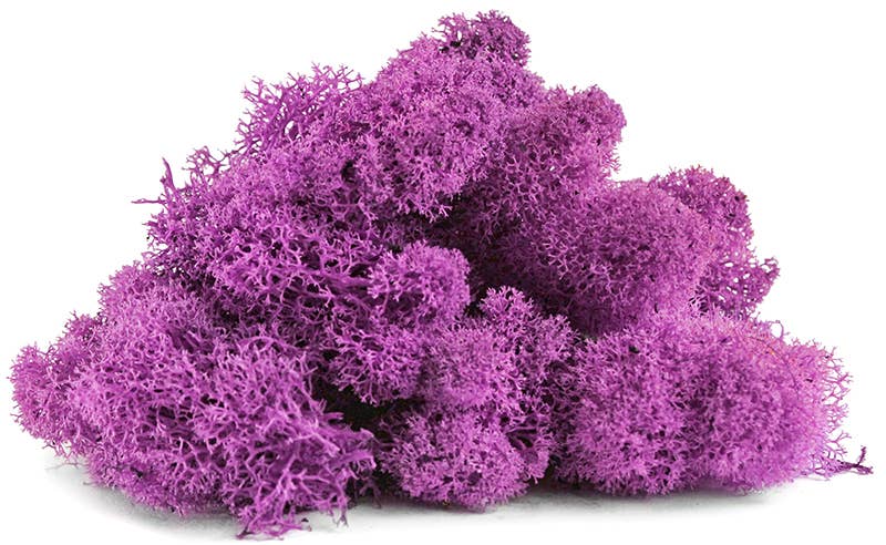 Reindeer Moss 10lb box