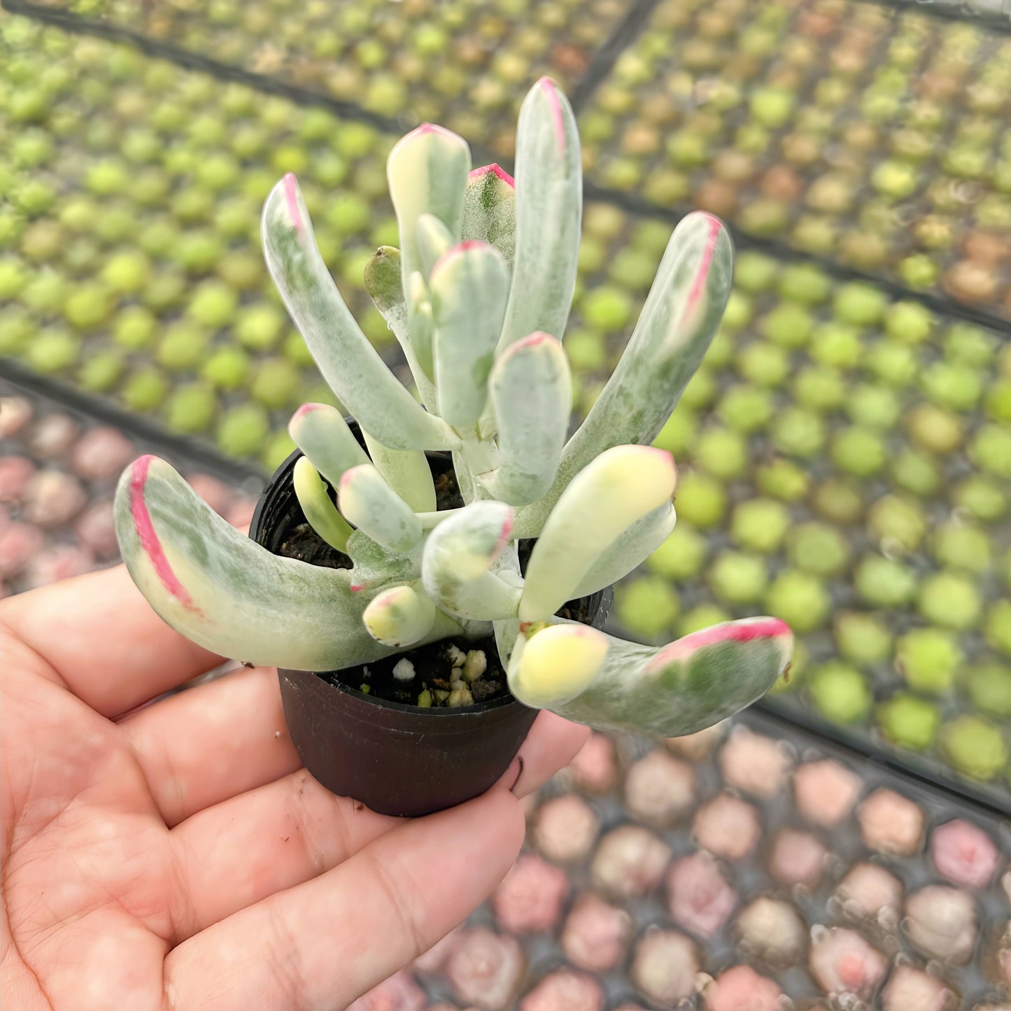 Cotyledon Orbiculata cv. Long Leaf Variegated Bulk 54pcs 2in