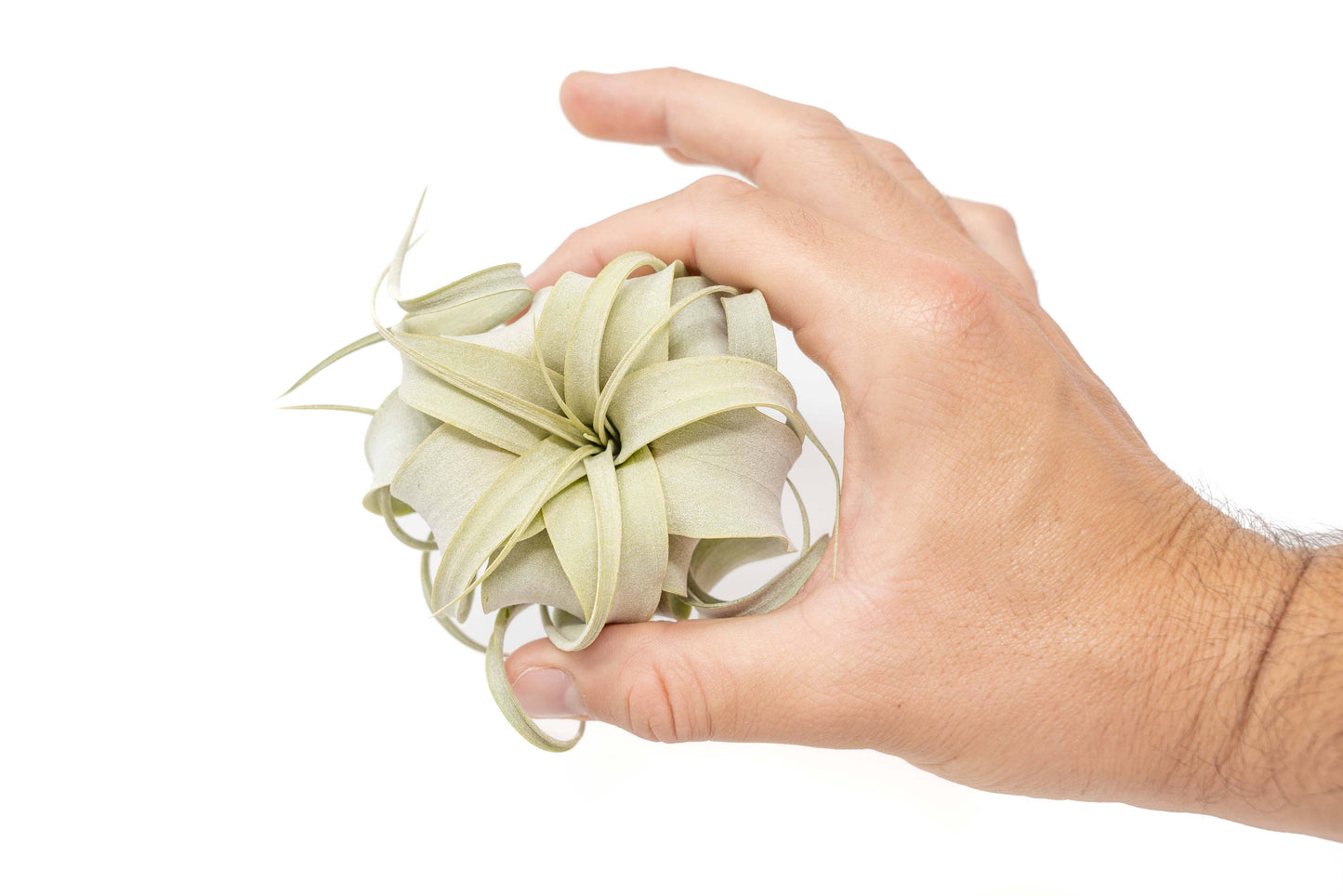 Seedling Tillandsia Xerographica Air Plants