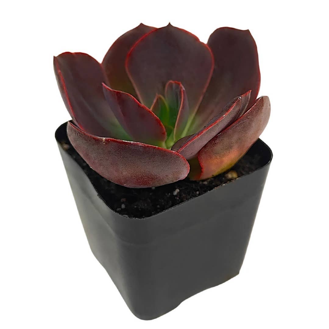 Echeveria Hanaikada 2" Chocolate Rosette Succulent Live