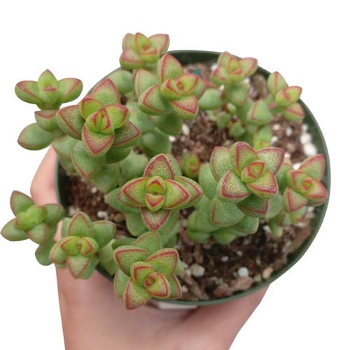 Crassula Brevifolia Succulent - Live Plant in 2in/4in Pot