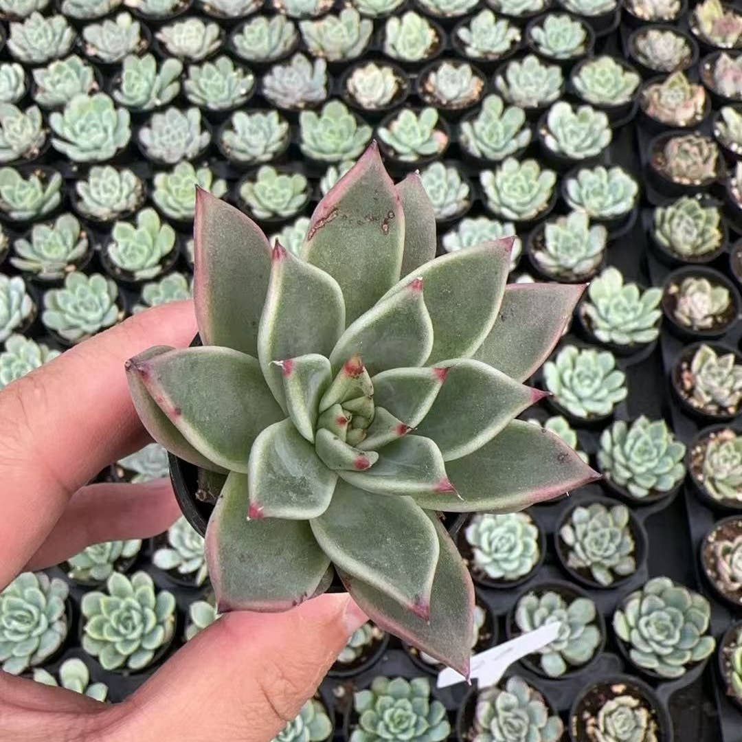 Echeveria Agavoides Halloween Bulk 54pcs Tray - 2in Pot