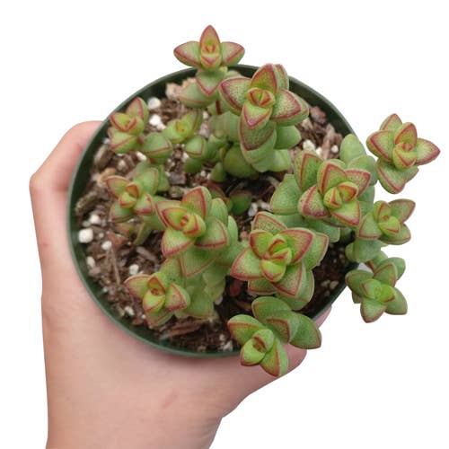 Crassula Brevifolia Succulent - Live Plant in 2in/4in Pot