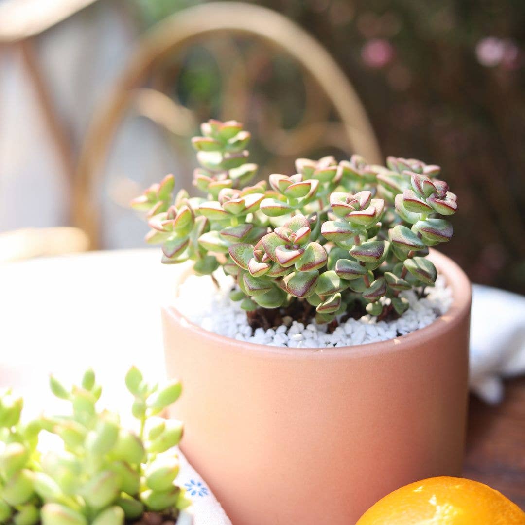 Crassula Brevifolia Succulent - Live Plant in 2in/4in Pot
