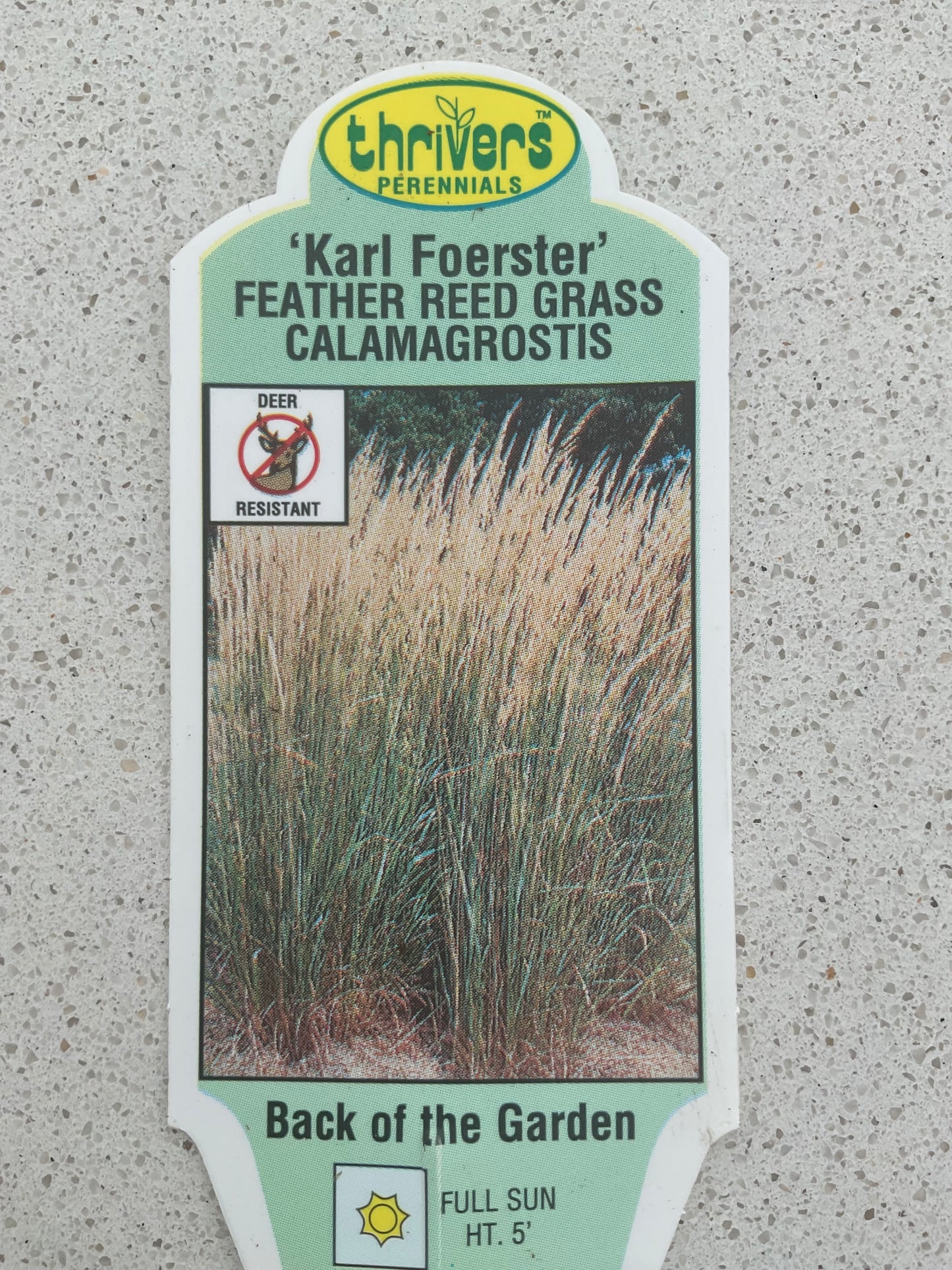 Feather Reed Grass Calamagostis - Perennial Karl foerster