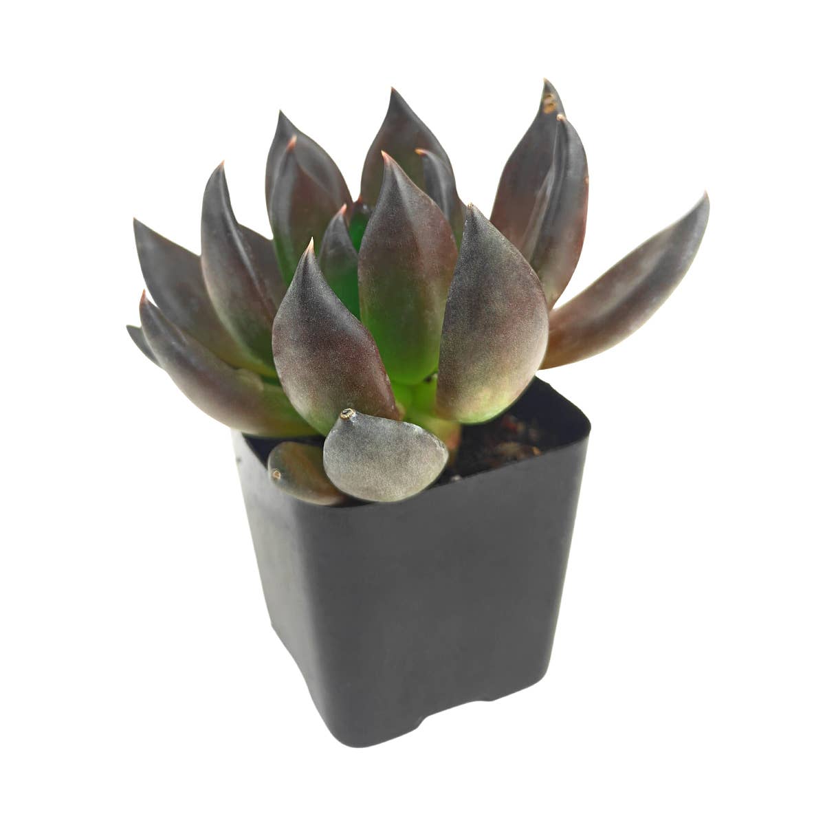 Echeveria 'Dark Rose' 2in Rosette Succulent Grower Pot