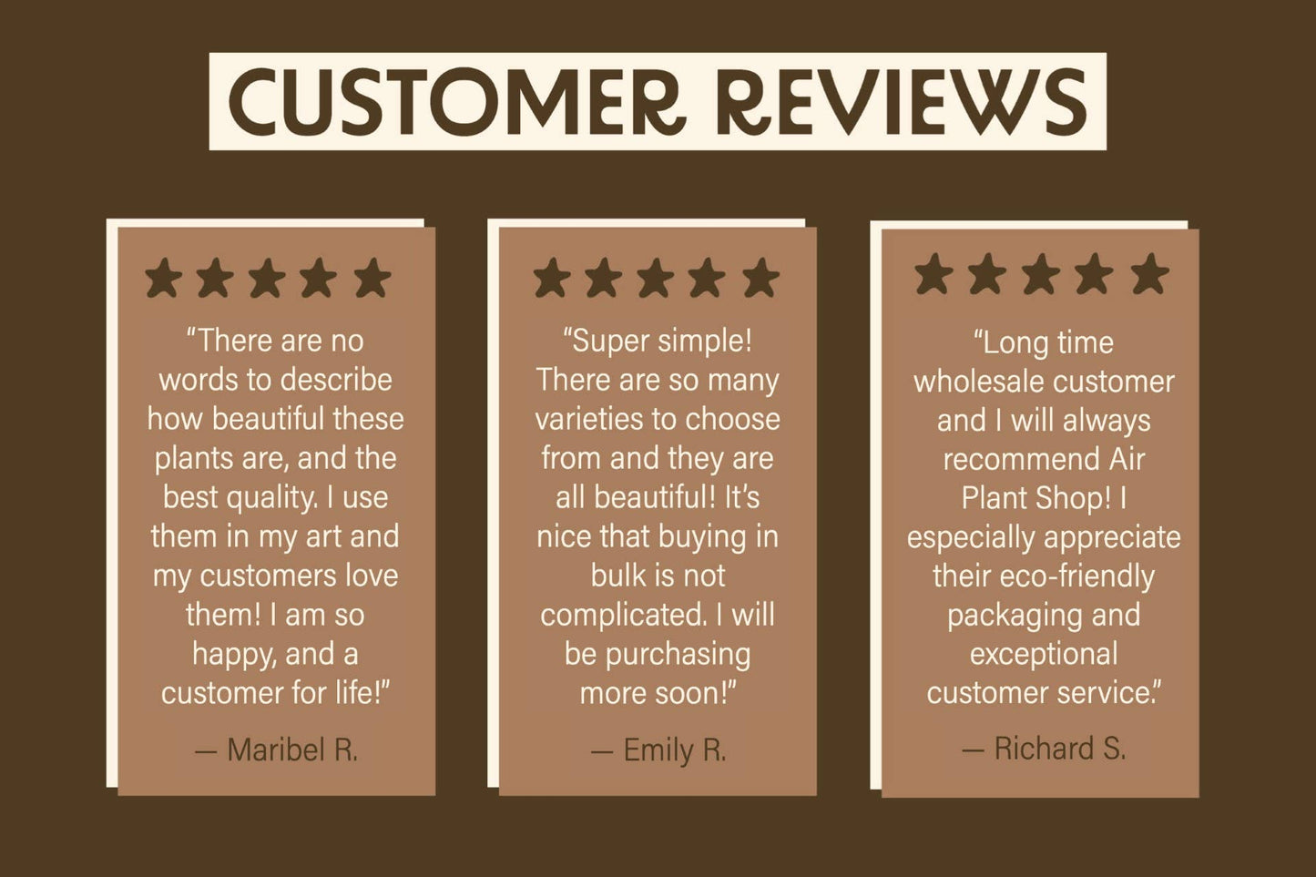 Large Tillandsia Xerographica