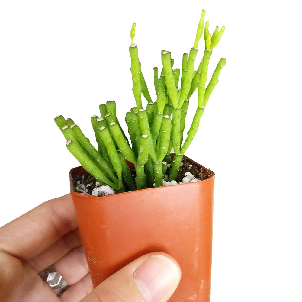 Dancing Bones Hatiora Salicornioides 2in/4in -Live Succulent: 2 inch / Plastic Pot