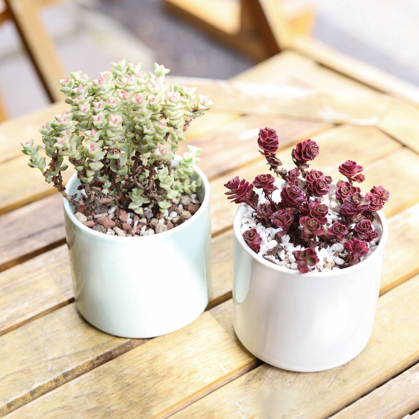 Crassula Tom Thumb Perforata - Live Succulents Plant 2/4in
