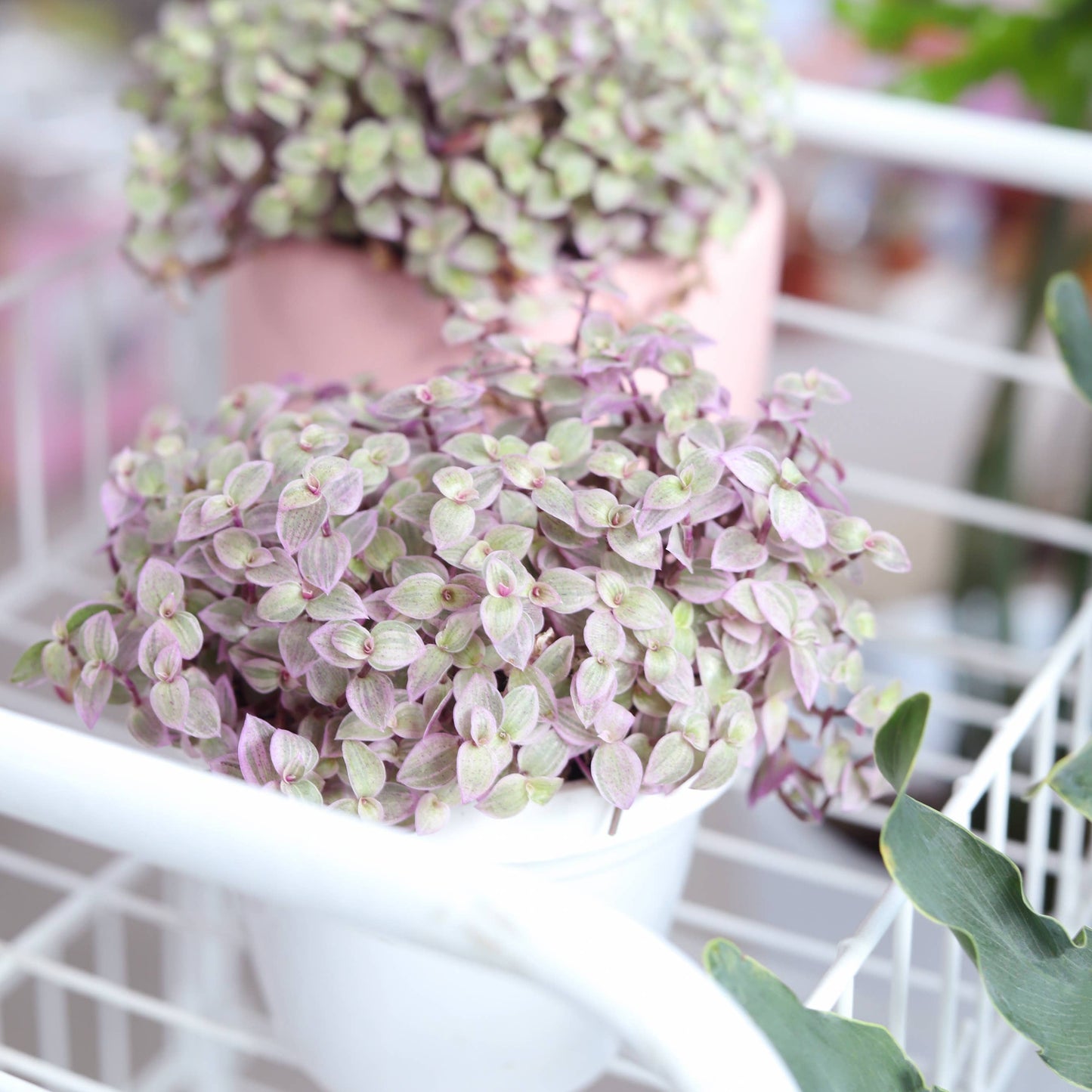 Callisia Repens 'Pink Panther' - Succulent Plant 2/4/6 inch