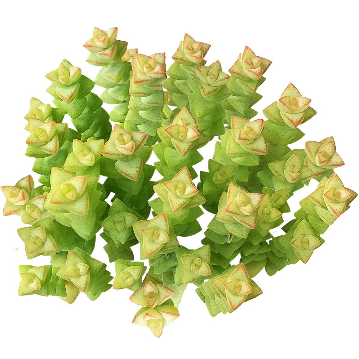 Crassula Tom Thumb Perforata - Live Succulents Plant 2/4in