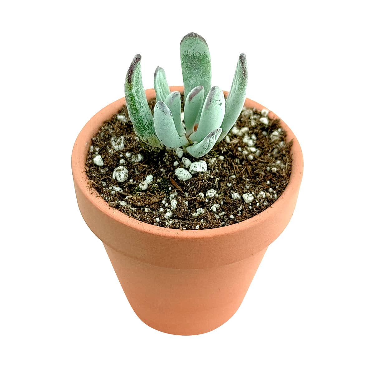 Cotyledon Orbiculata Var. Flanaganii 2in/4in- Live Succulent