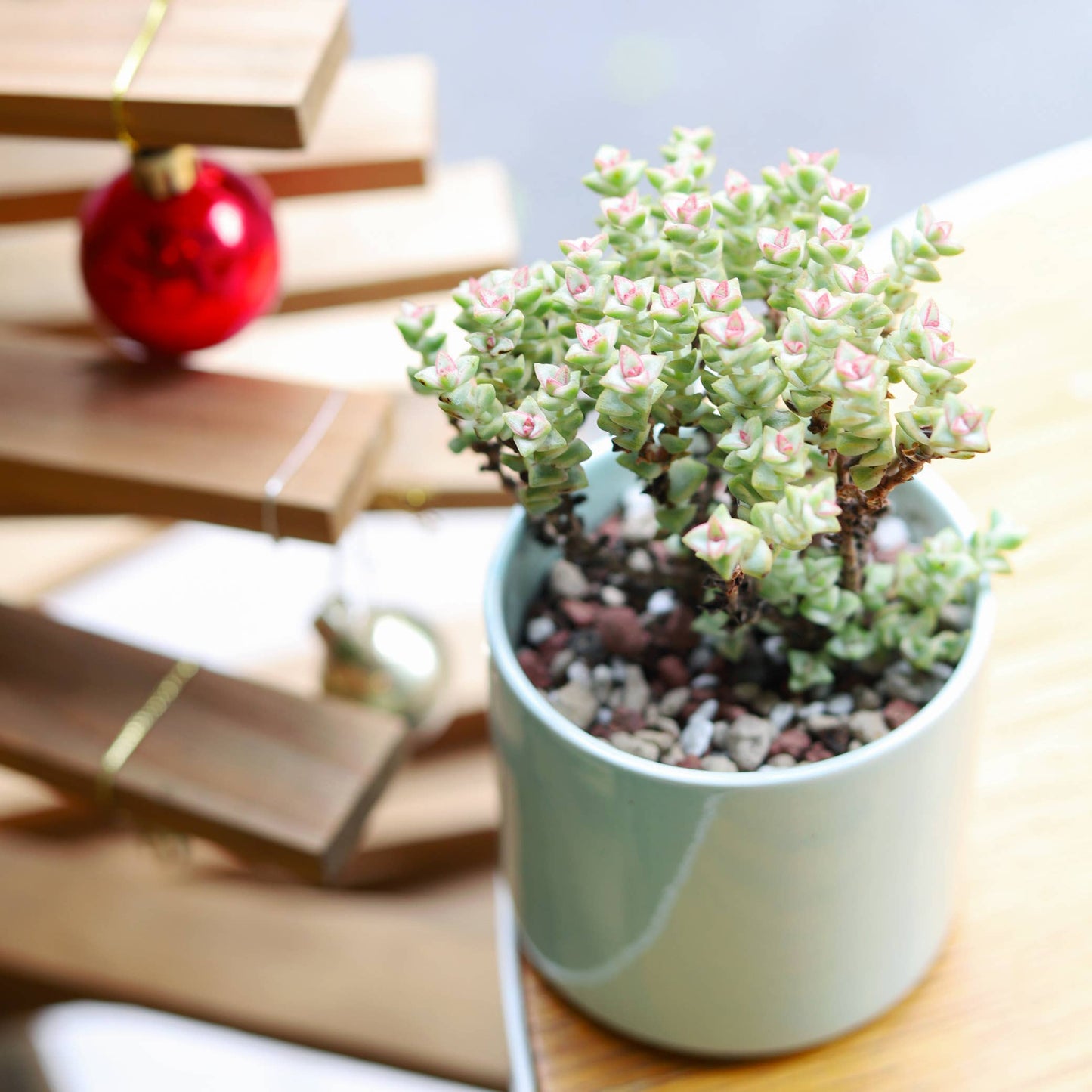 Crassula Tom Thumb Perforata - Live Succulents Plant 2/4in