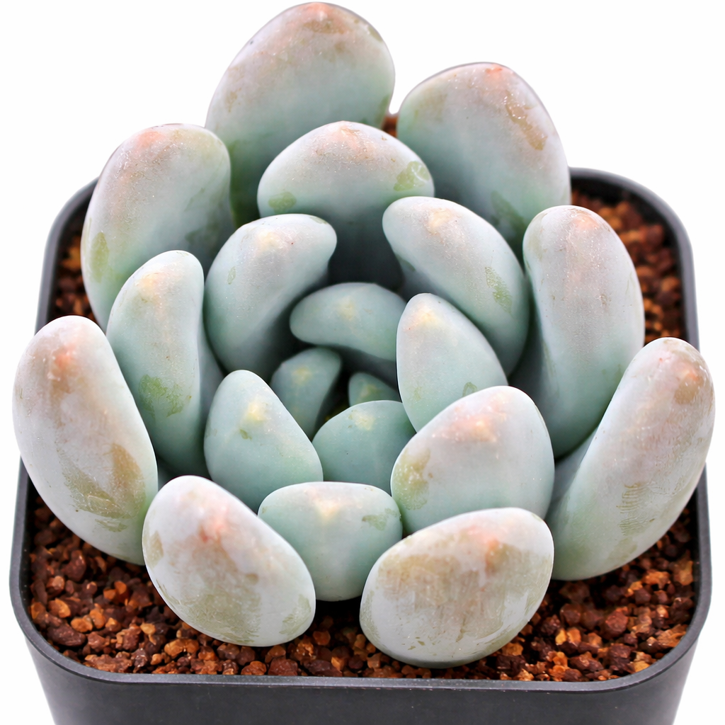 Graptosedum 'Blue Giant' 2" Succulent, Chubby Rosette Plant