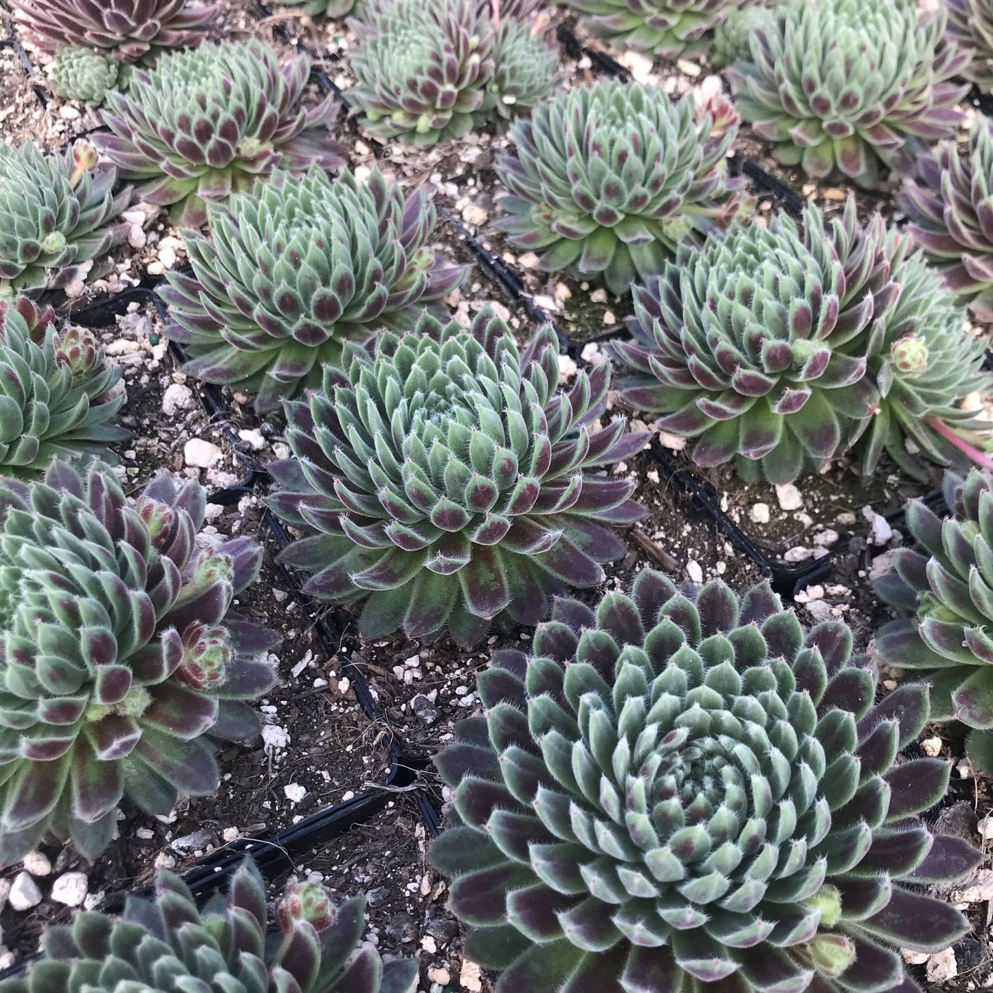 Sempervivum 'Averil' Succulent 2in Grower Pot