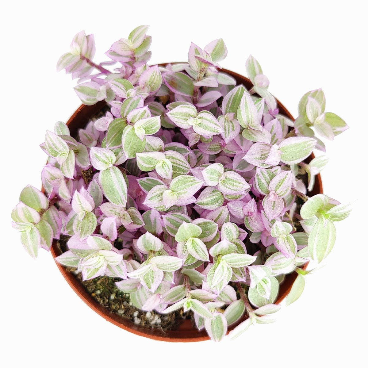 Callisia Repens 'Pink Panther' - Succulent Plant 2/4/6 inch